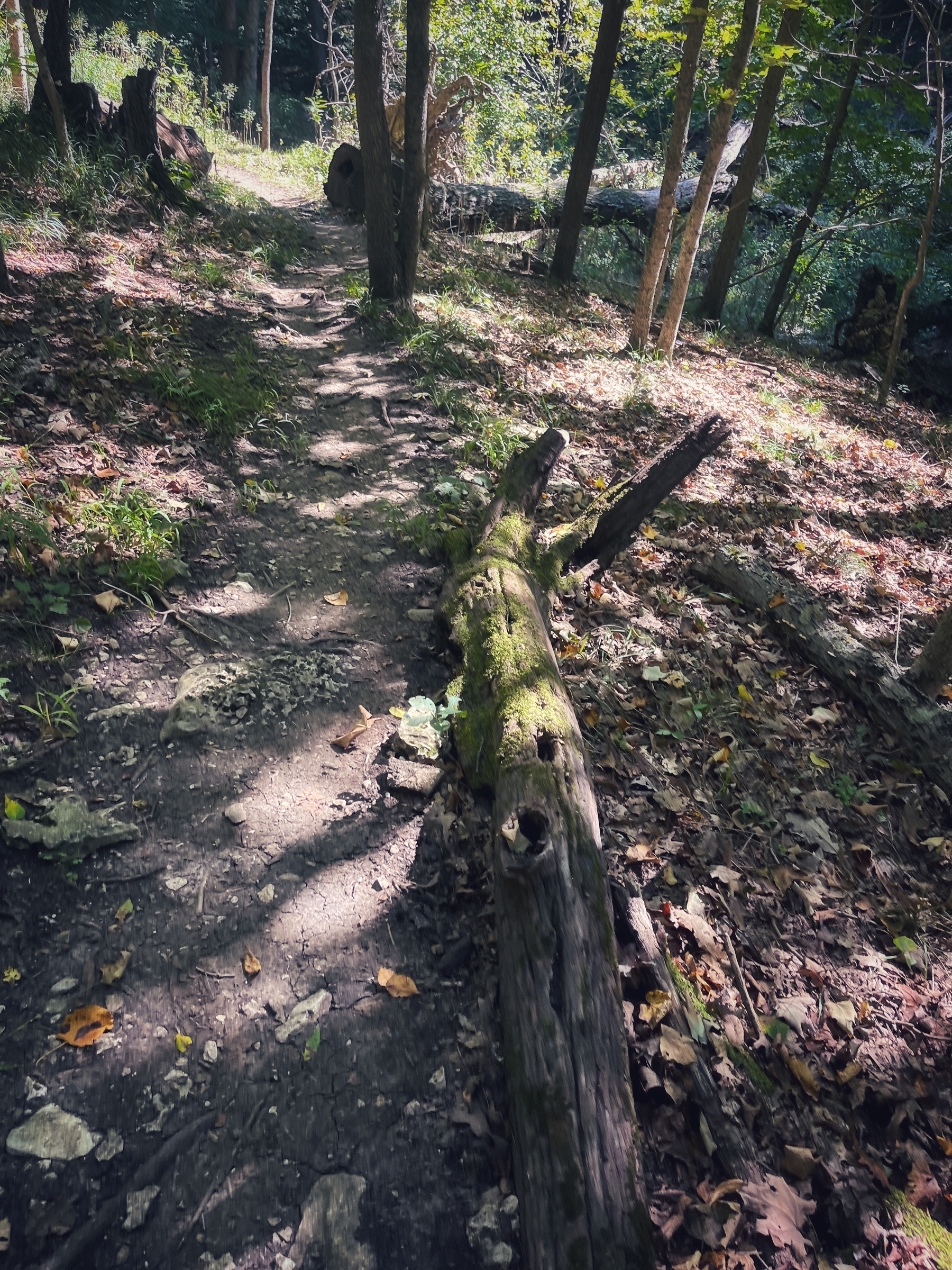 Dappled sunlight on a trail next to a mossy log